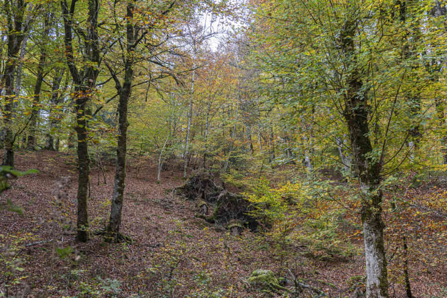 Comunidad Foral de Navarra 116 - Selva de Irati.jpg